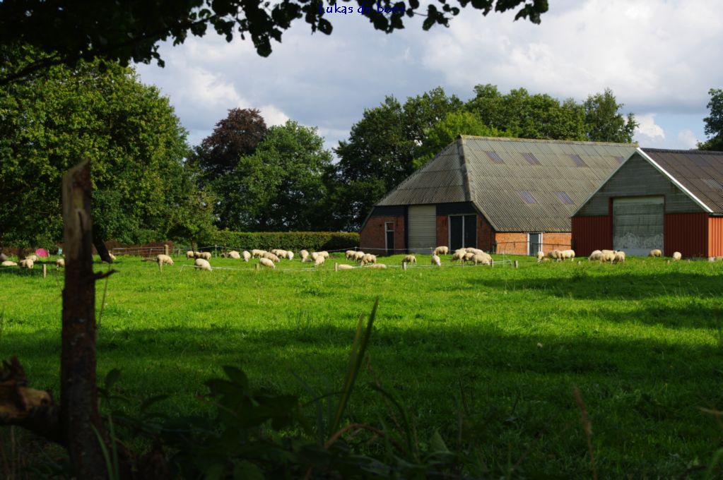 tour (4).jpg - Schapen in De Ring